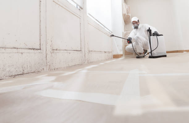 24/7 Emergency Basement Mold Removal experts in Davidsville, PA