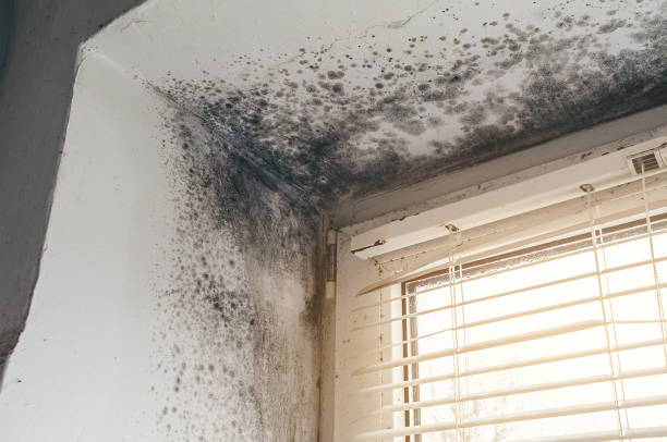 Affordable Basement Mold Removal solutions in Davidsville, PA